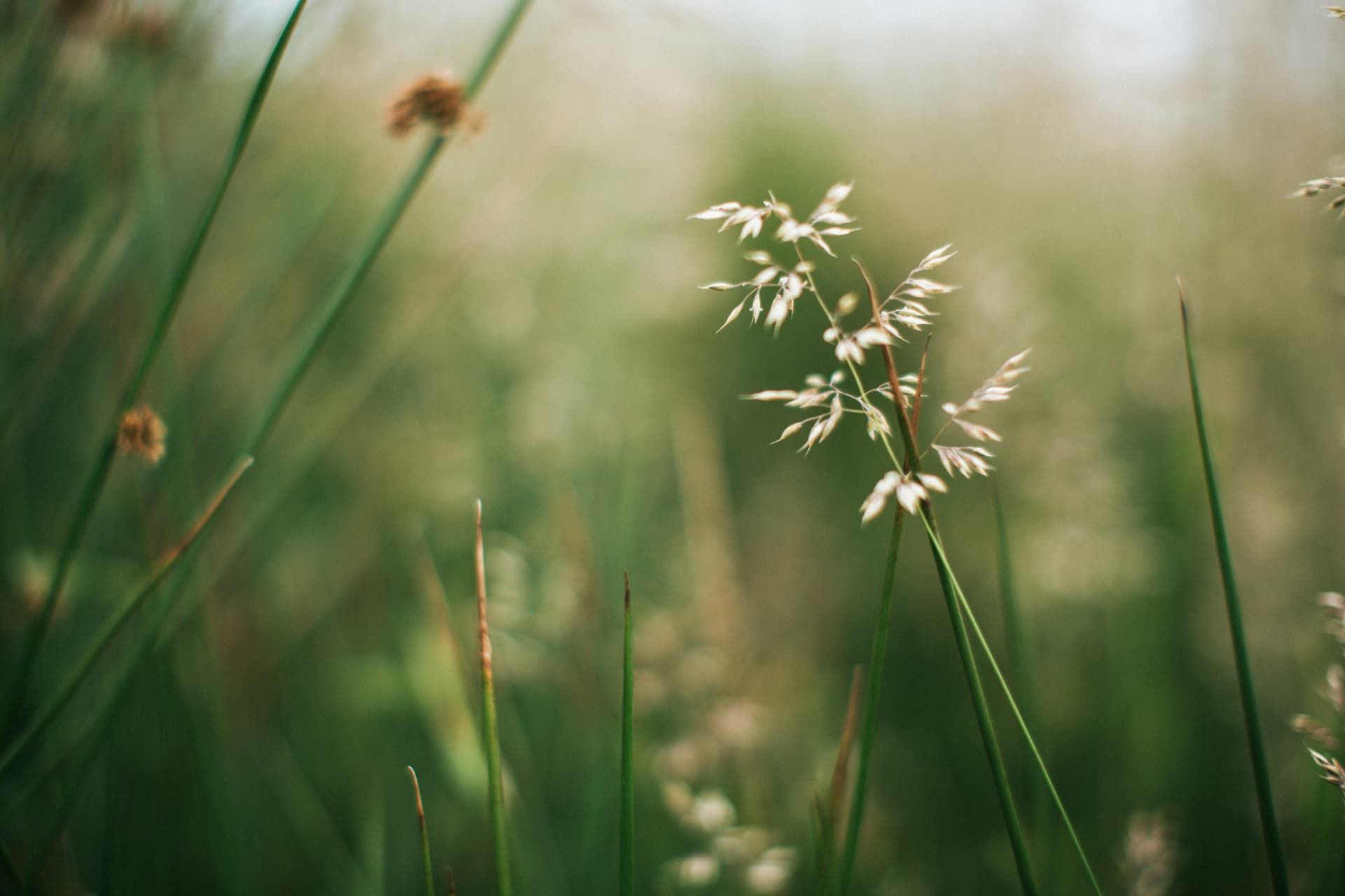 Close-up of tall, green grass blades with a blurred, soft-focus background. Sunlight illuminates white seed heads on some stalks.