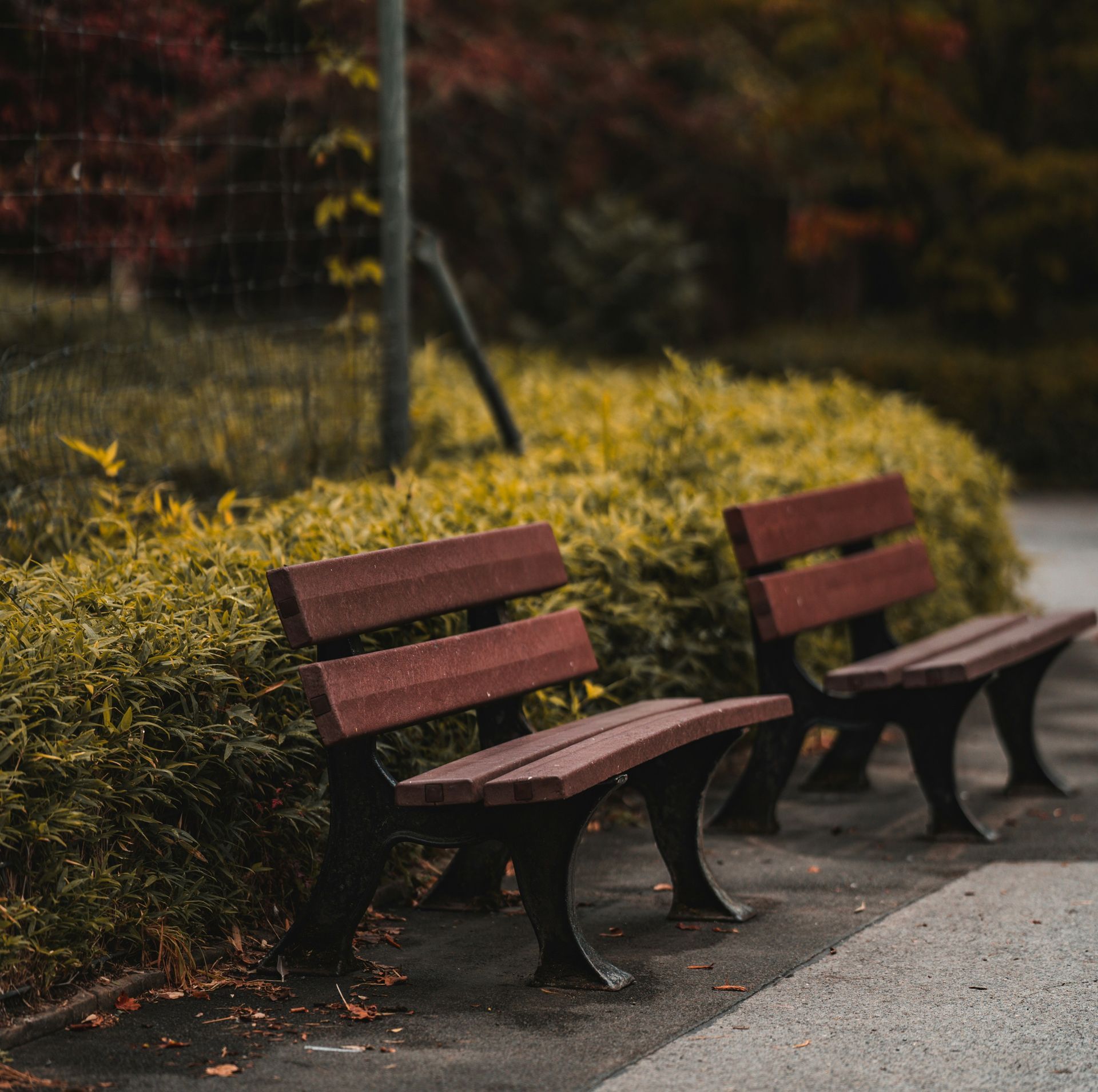 Two wooden benches sit along a path, surrounded by green and brown foliage in an outdoor setting.