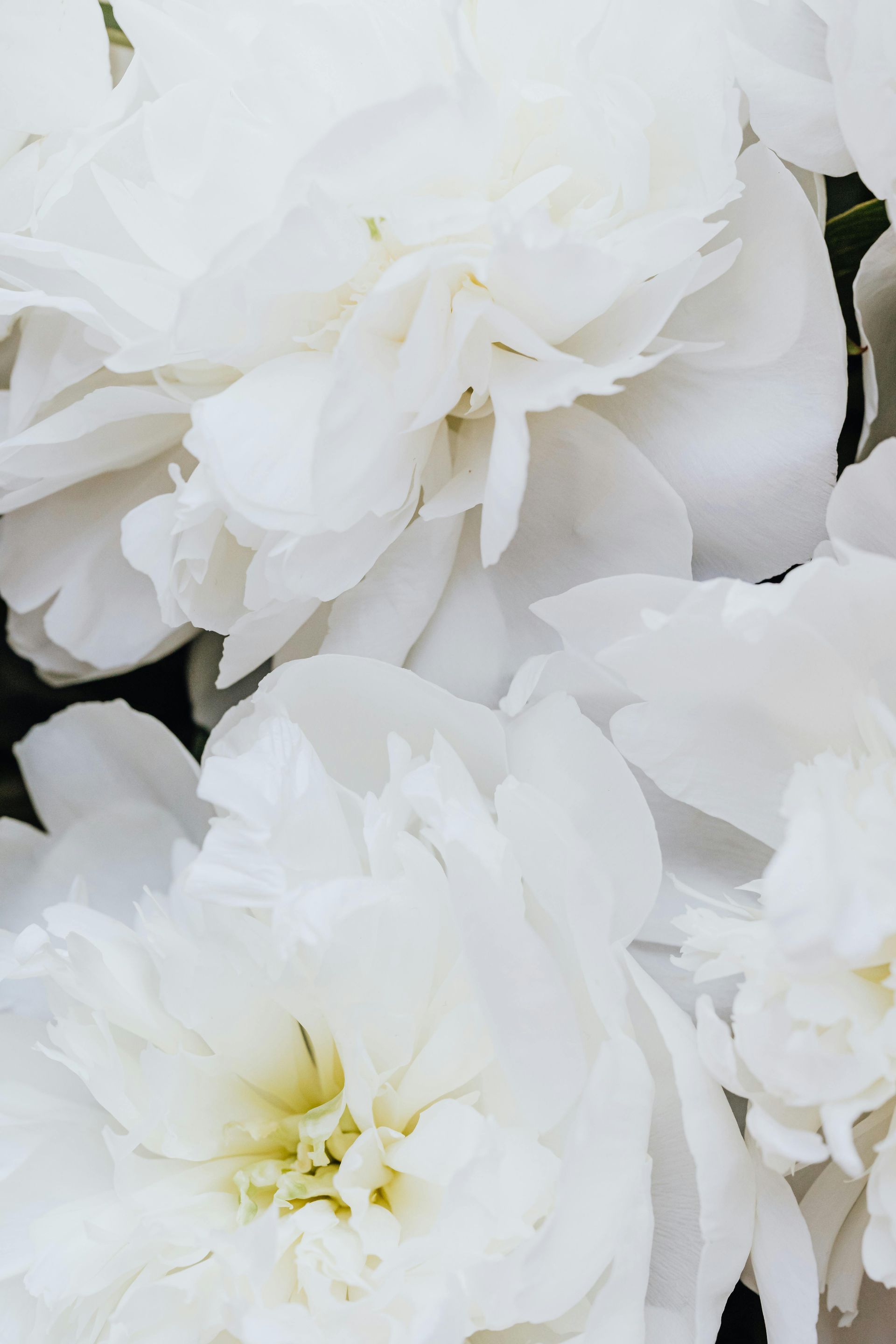 A white brush stroke on a white background.