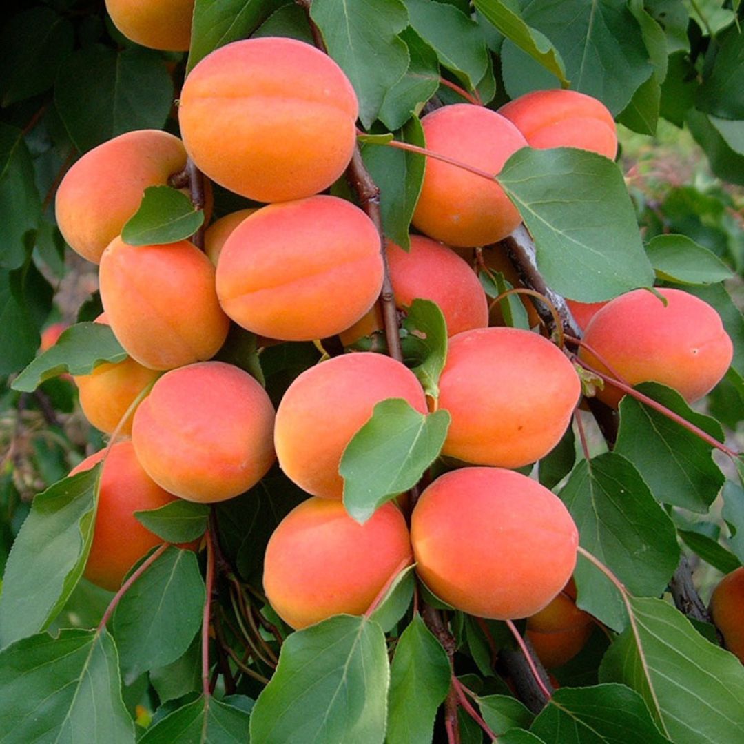 Abricots Orangered