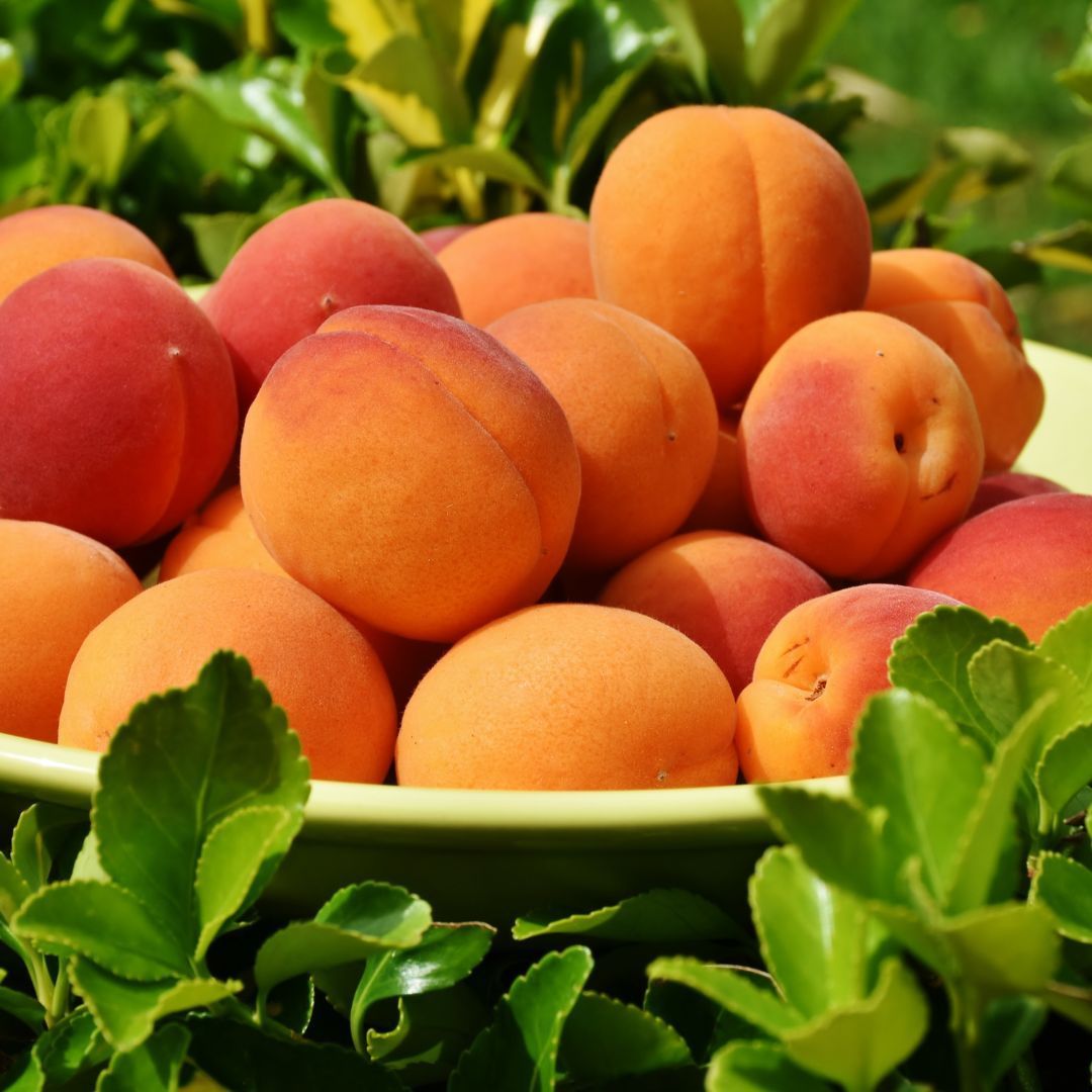 Abricots Robada