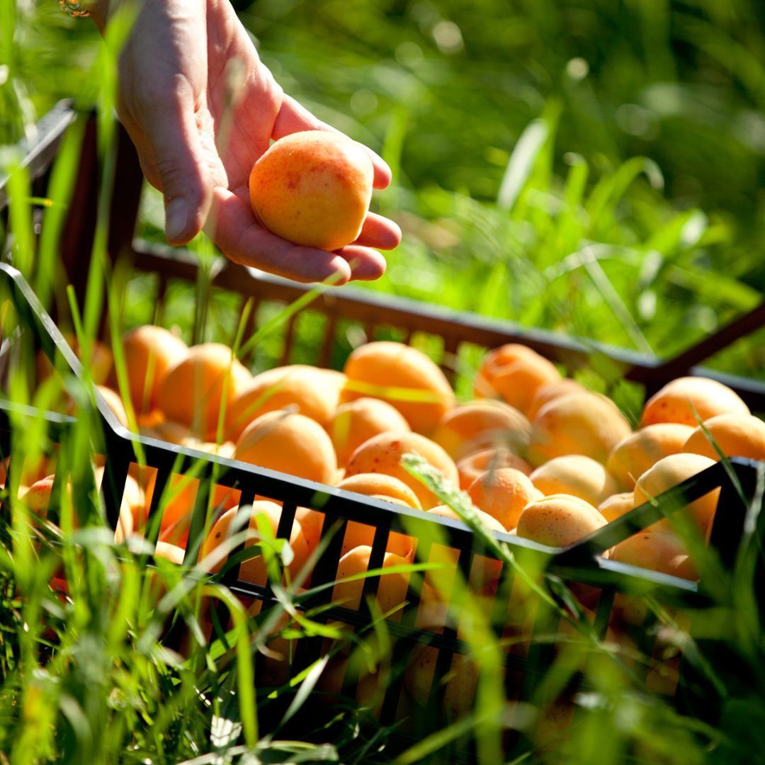 Abricots robada juteux Valais