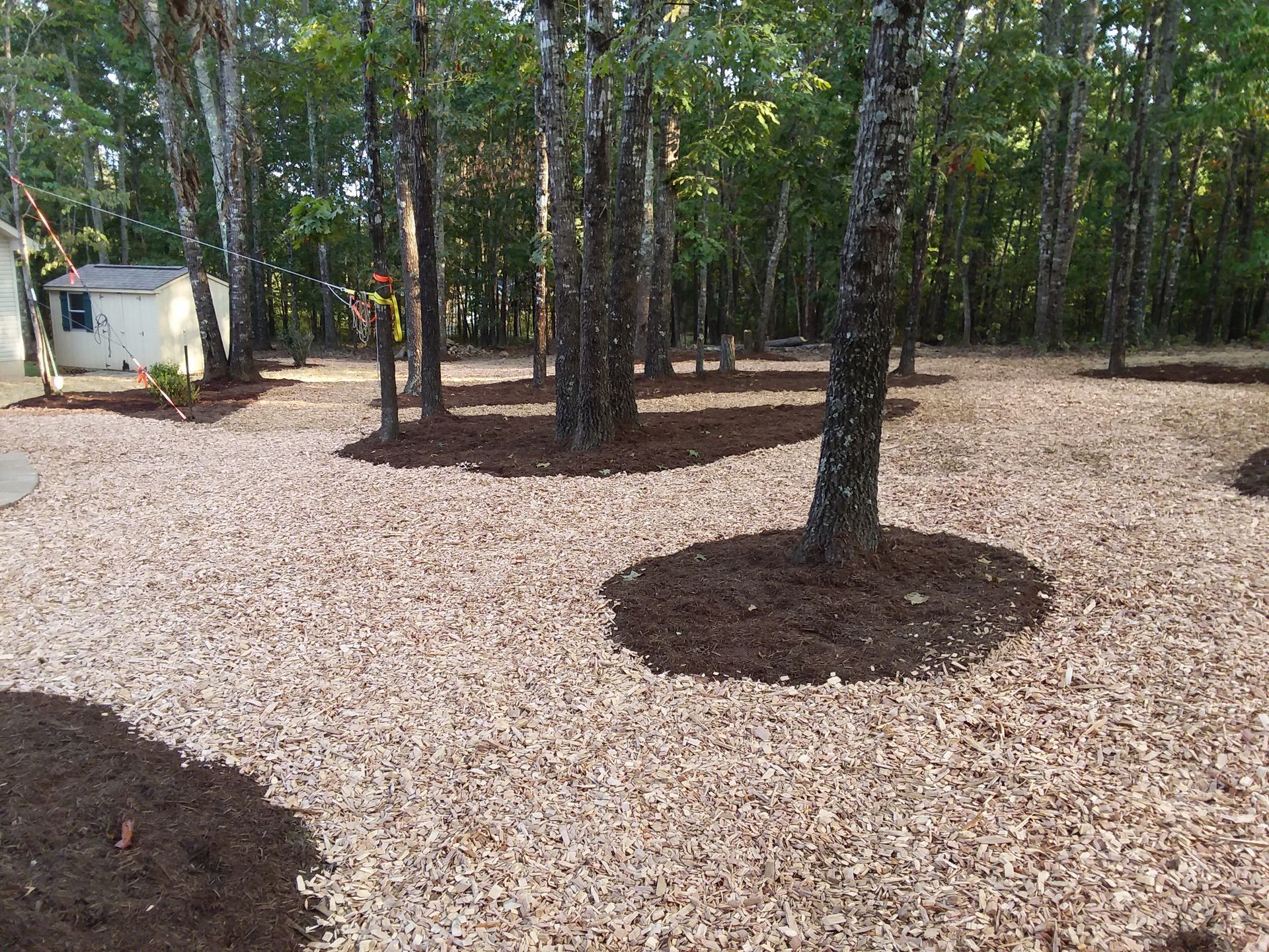 There is a shed in the background and a lot of mulch on the ground.