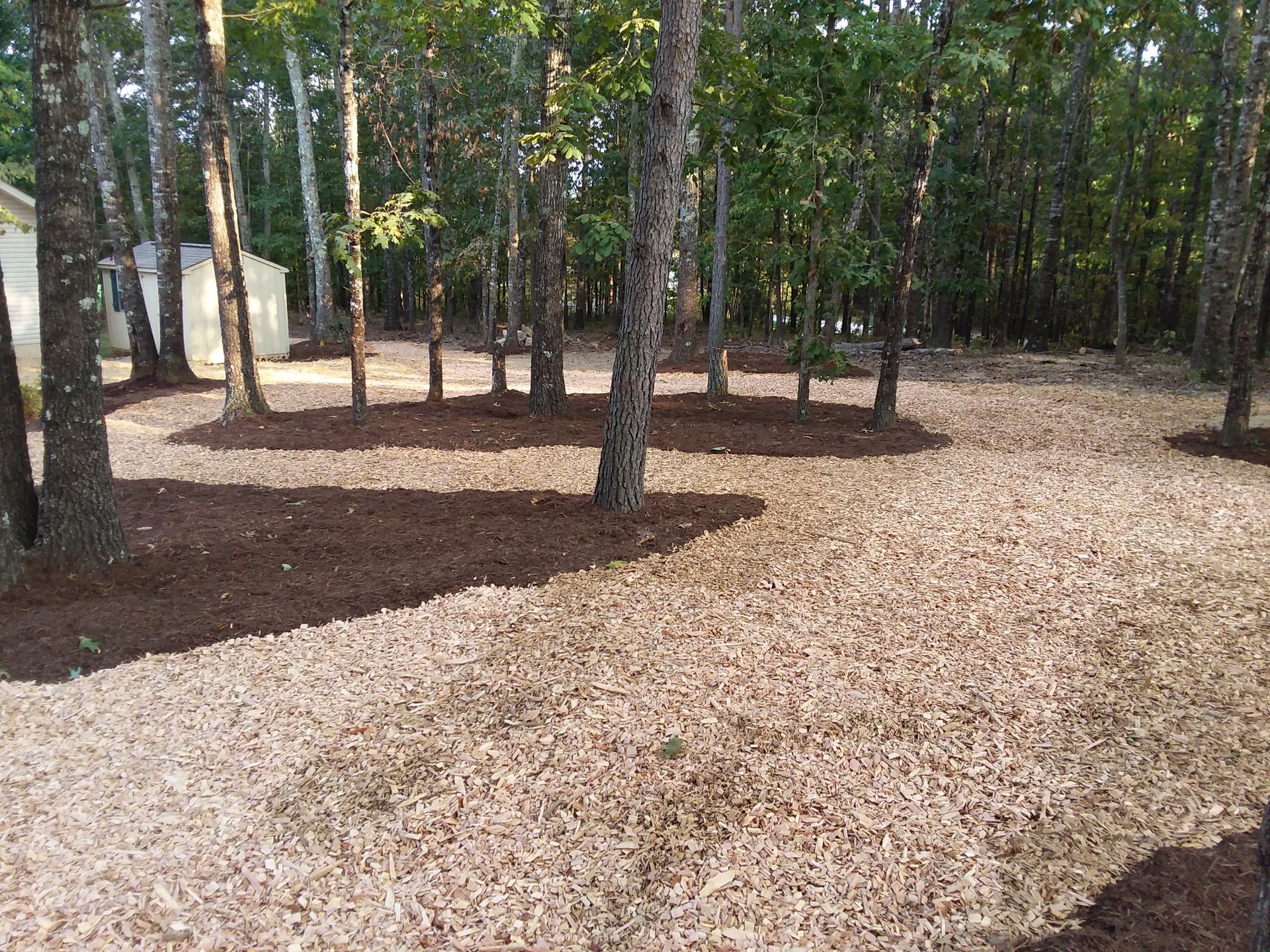 There is a lot of mulch in the middle of the woods.