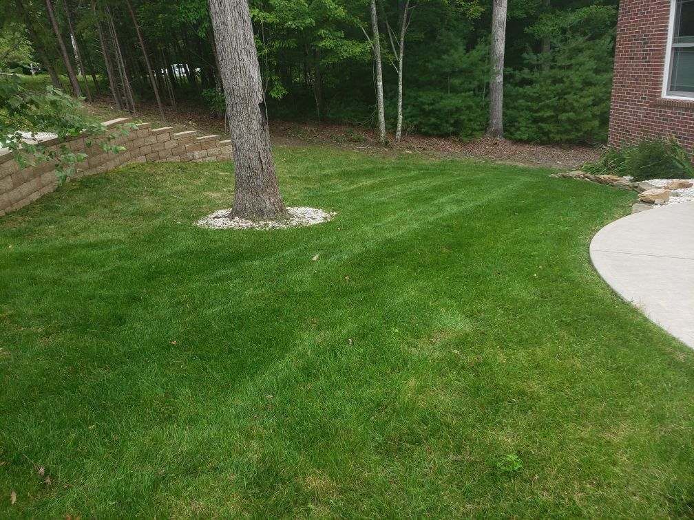 A lush green lawn with a tree in the middle of it in front of a brick house.