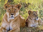 Lions, part of a pride