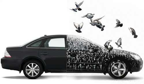 Bird poop removal after nano coating services