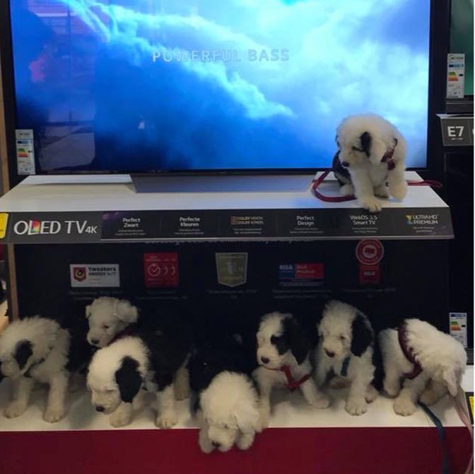 Pups Nesten Puppies Litters pups-nesten-puppies-litters