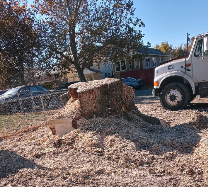 Tree Services in Boise, ID | Terry’s Tree Services Inc