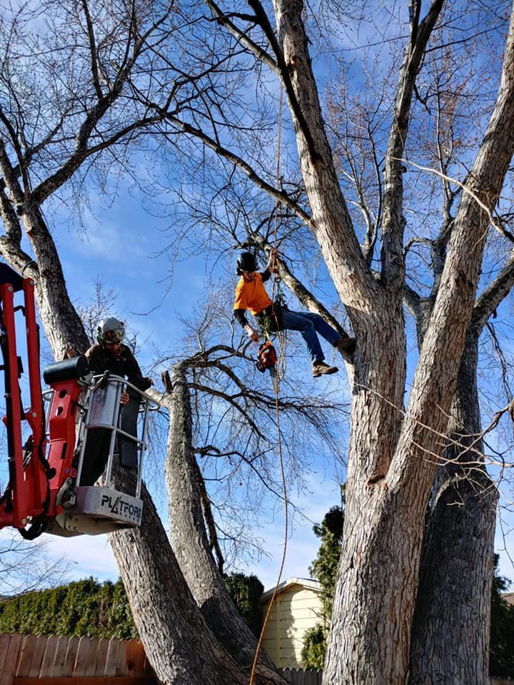 Two arborists trimming a tall tree on a sunny day. One in a lift bucket, the other using a chainsaw in the branches.
