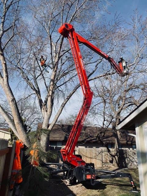A red boom lift trimming a bare tree in a residential area; two workers are visible.