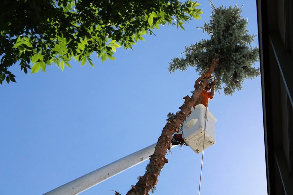 A tree trimmer in an orange vest and bucket truck, trimming a tall tree against a blue sky.