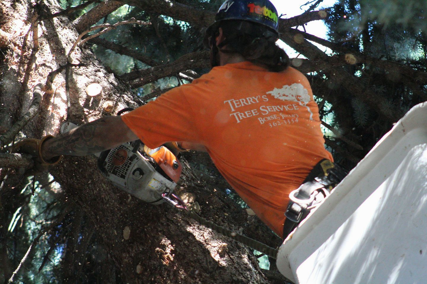 Arborist in orange shirt, using a chainsaw in a tree, with visible sawdust.