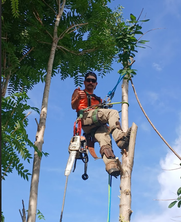 Arborist in tree, wearing safety gear, holding chainsaw. Blue sky.