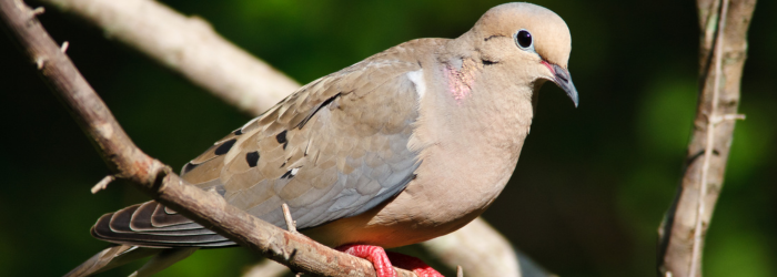 Dove hunt