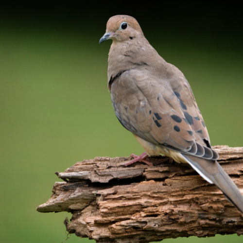 Dove sitting on a piece of wood
