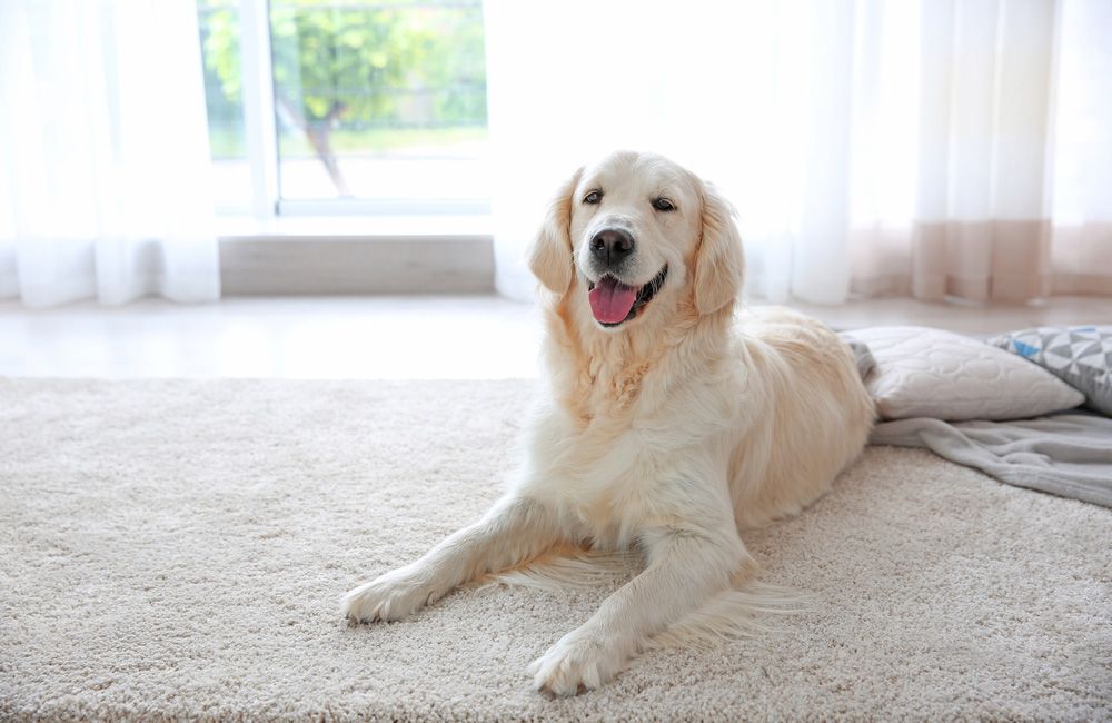 Dog Sitting Comfortably On Carpet — Queanbeyan Carpets in Queanbeyan, NSWW