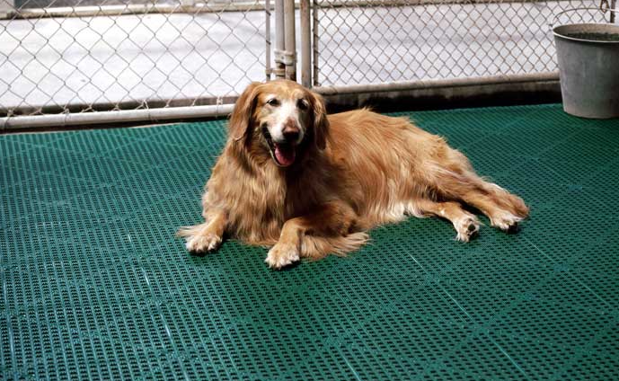 A dog is laying on a green mat in front of a chain link fence.