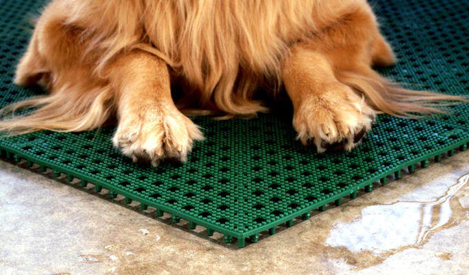 A dog is sitting on a green mat on the floor.