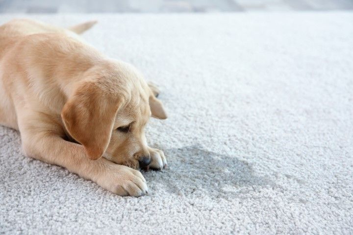 Yellow Labrador puppy lying on a light carpet, sniffing a small spill on the floor