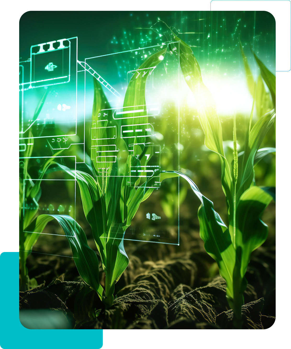 Green corn seedlings in a field with digital data overlays and sunlight