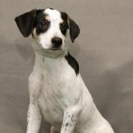 Black-and-white dog sitting against a plain gray background, looking at the camera.