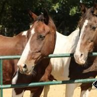 Two brown-and-white horses standing behind a green fence in a sunny paddock