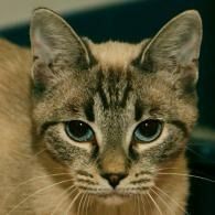 Close-up of a brown tabby cat with green eyes and a calm expression