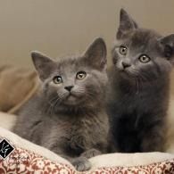 Two gray kittens sitting on a blanket, looking up attentively.