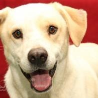 Cream-colored dog with floppy ears, open mouth, and bright eyes against a red background