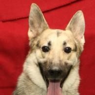 Happy tan dog with tongue out against a red background