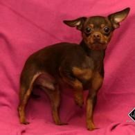 Small brown and tan Chihuahua standing on a bright pink backdrop