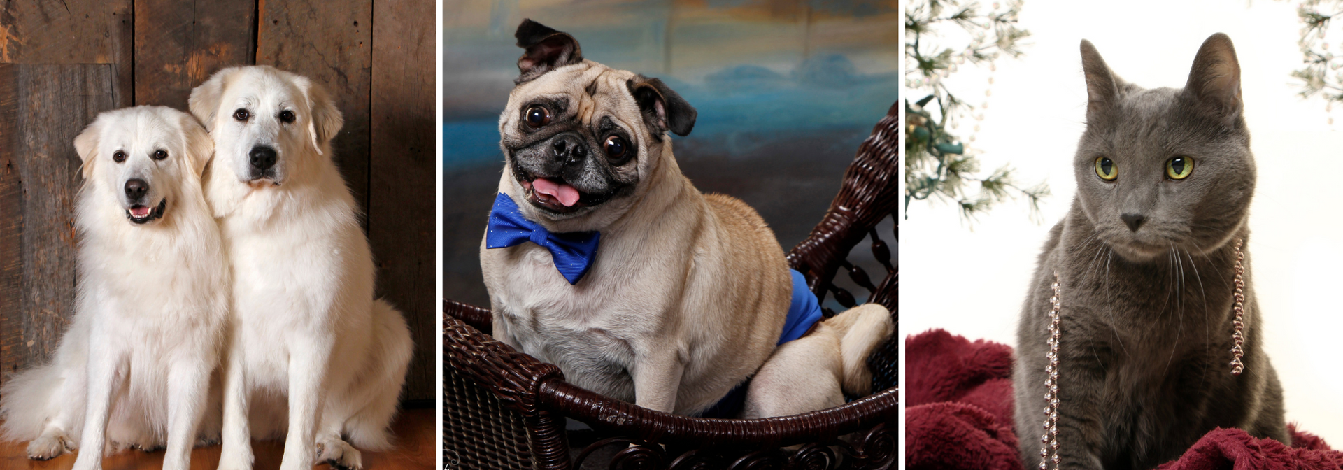 Two white dogs, a tan pug in a basket, and a gray cat against rustic backdrops