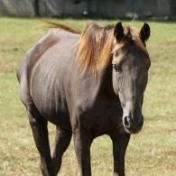Brown horse standing in a grassy field, facing forward with a dark mane.