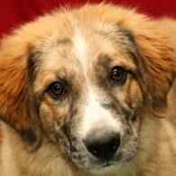 Close-up of a fluffy tan and white dog with a black nose against a red background