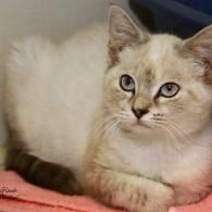 Cream-colored cat with blue eyes resting on a pink blanket