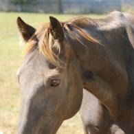 Close-up of a brown horse with a light mane standing outdoors