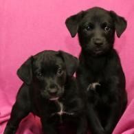 Two black puppies sitting against a bright pink background.