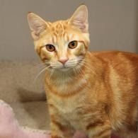 Orange tabby cat standing indoors, looking at the camera