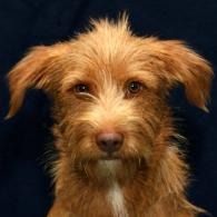 Small scruffy brown dog with floppy ears against a dark background