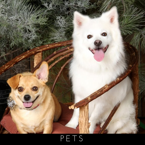 Two smiling dogs sitting in a wicker chair with evergreen branches behind them