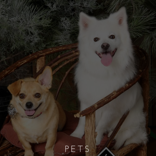 Two happy dogs in a wicker basket, a tan corgi and a white fluffy dog, with “PETS” text at the bottom