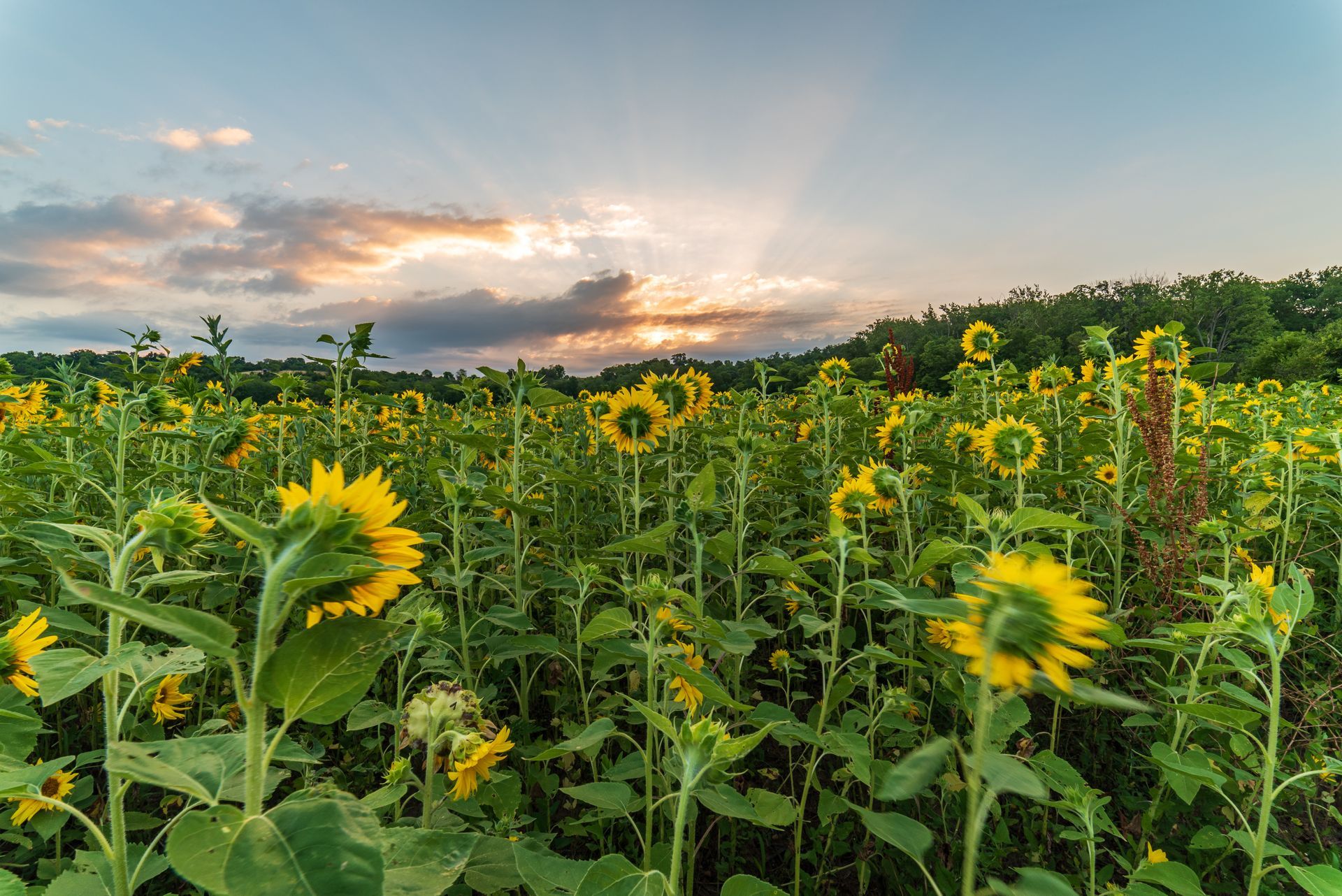Sunflower field at sunset with a colorful sky and distant trees