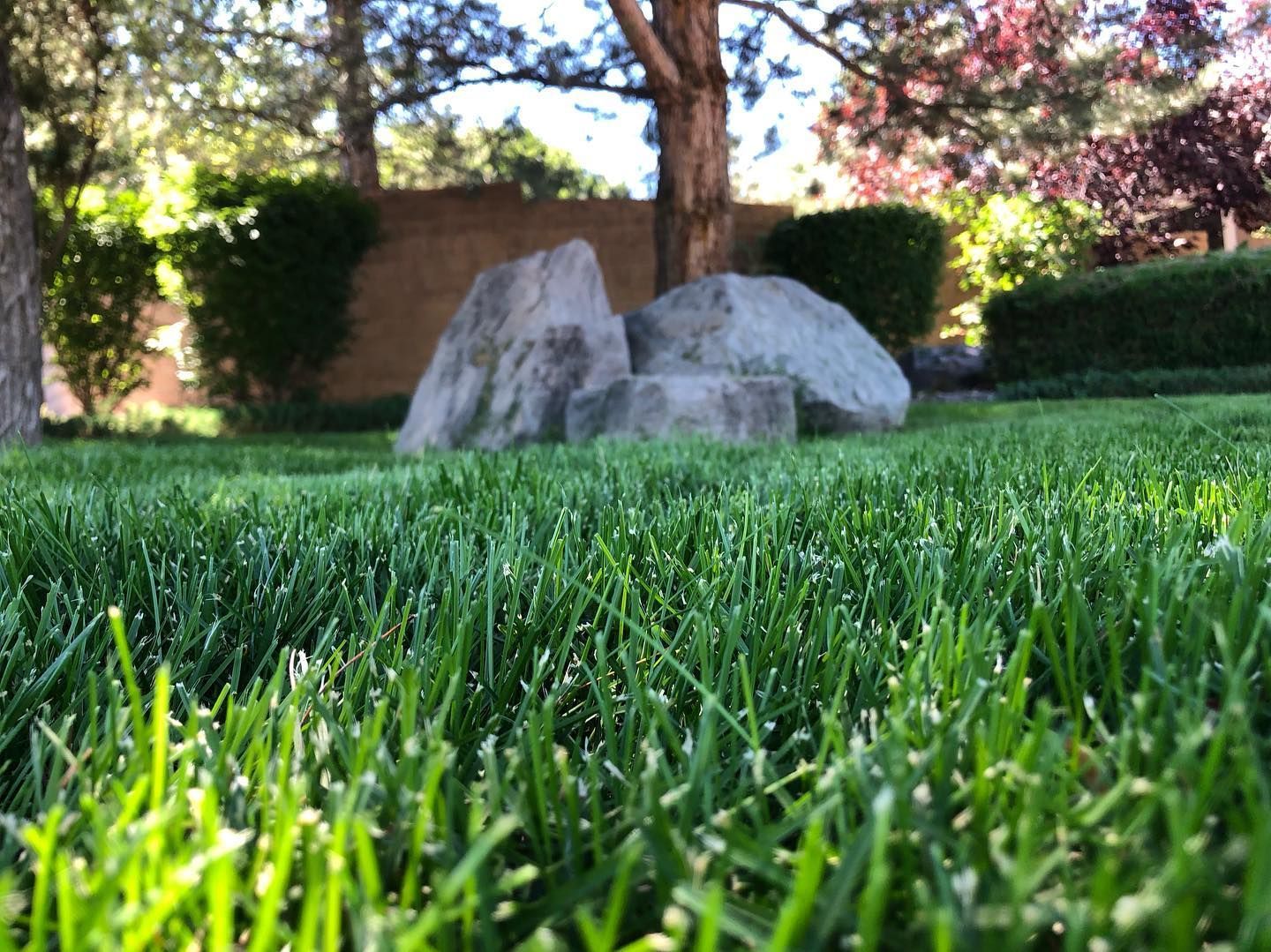 Close-up of green grass with two large rocks and a tree in a sunlit backyard garden.