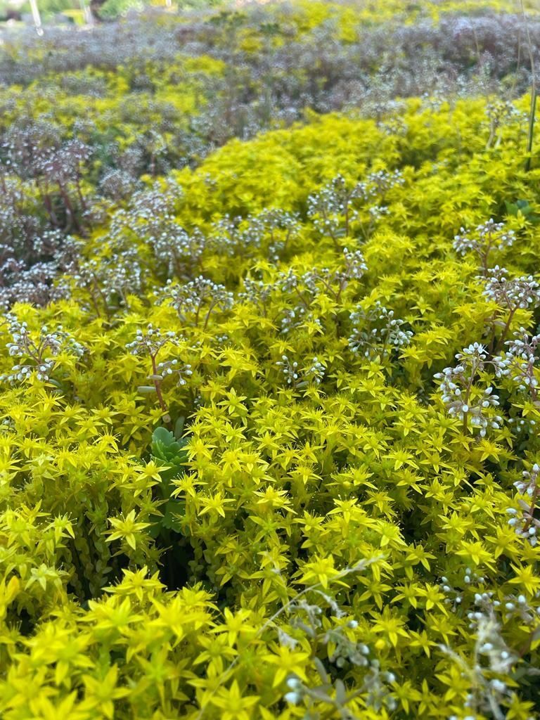 Tundra mata - ekstensīvie zaļie jumta segumi