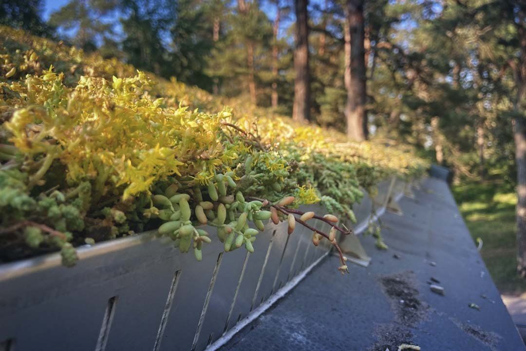 Ekstensīvie zaļie jumti: Tundra sloped