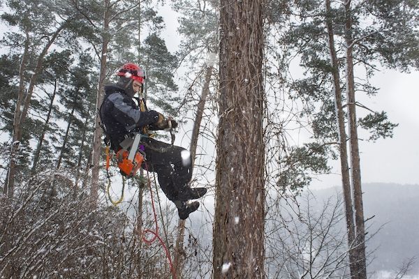 ongelmapuiden kaato turku