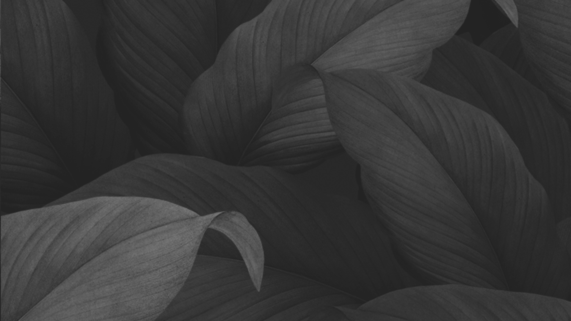 Dark gray abstract leaf pattern with overlapping textured leaves
