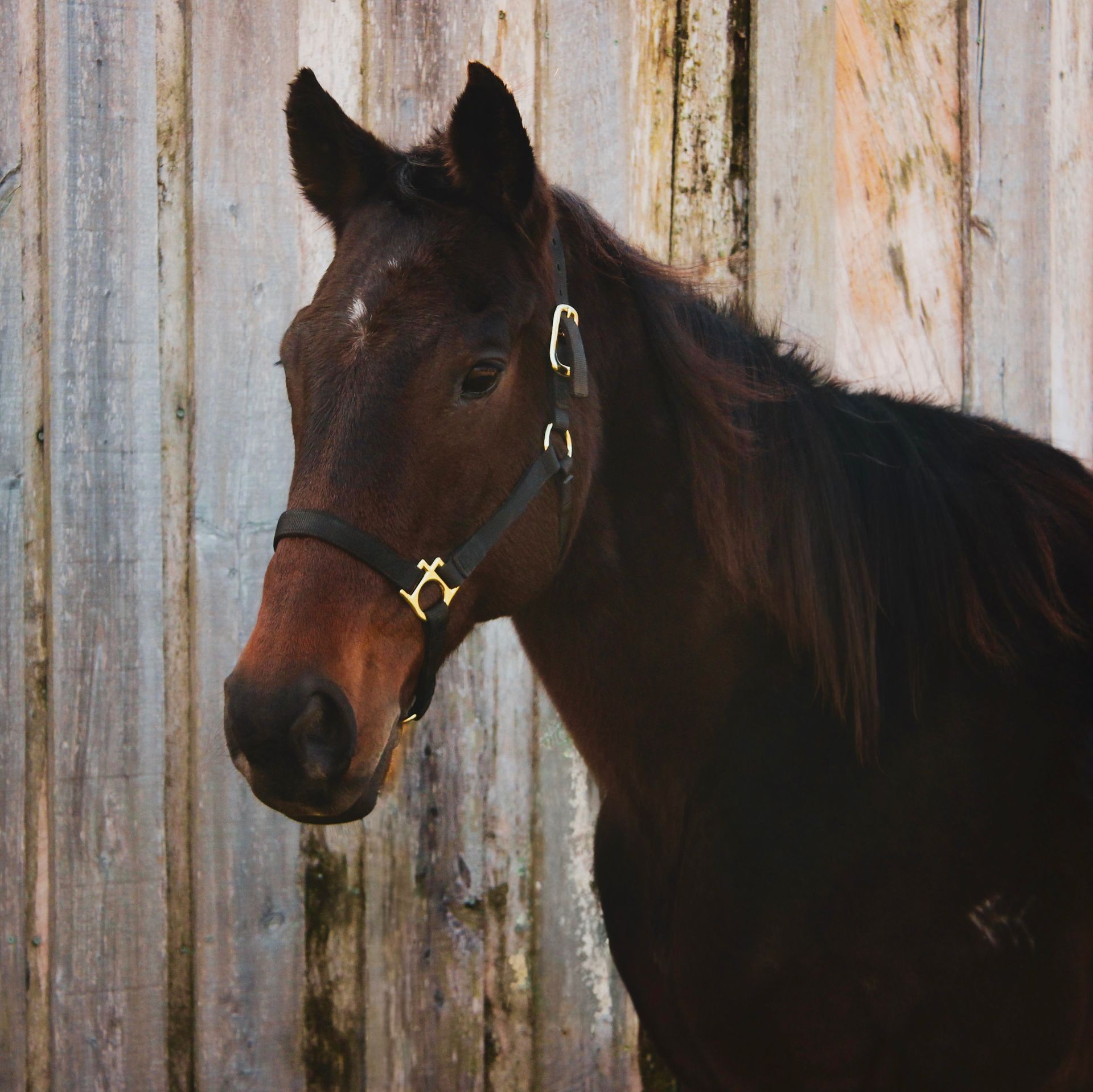 Brown horse wearing a halter, standing by a weathered wooden fence