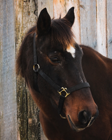 Dark brown horse wearing a black halter, standing in front of a weathered wooden wall